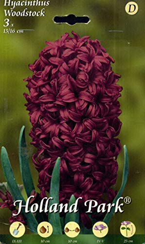 Holland Park bulbi da fiore di molte varietà e colori in sacchetto blister con foto (GIACINTI WOODSTOCK 3 bulbi)