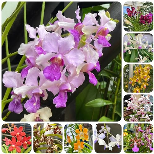 semi di orchidea vanda, parete verde, decorazione rampicante, giardino orchidee tetto verde, primaverile resistenti per giardino roccioso, 600pcs