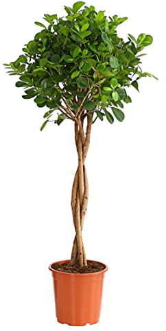 Dehner Lorbeer-Feige Moclame, mit Stämmchen, ca. 90-100 cm, Ø Topf 24 cm | Ficus microcarpa, pflegeleichte Zimmerpflanze, für helle bis halbschattige Standorte