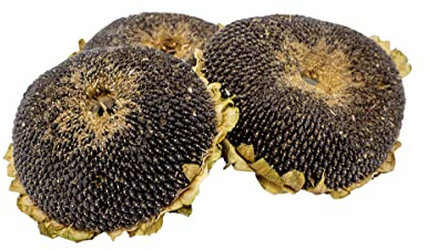 Getzoo Sonnenblumenkopf getrocknet I Natürliche Fütterung I Handgeerntet und schonend getrocknet I Einfache Handhabung I Fördert natürliche Fressverhaltensweisen