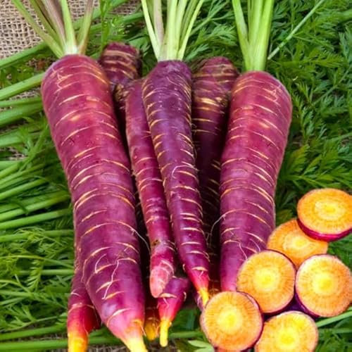 Carrot Cosmic Purple - 250 Seeds + freebie + Plant tag (Daucus carota) Heirloom