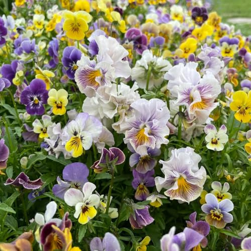 semi resistenti di viola corno, giardino roccioso Viola cornuta, rare perenni resistenti da giardino regali per giardinieri balcone perenni 85pcs