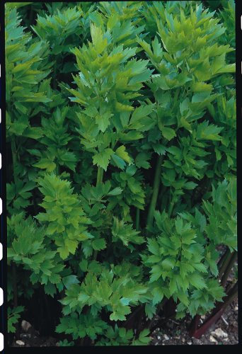 Just Seed Herb - Lovage - Levisticum officinale - 100 Seeds