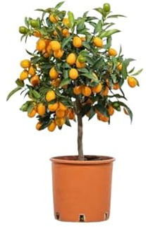 Árbol de Kumquat Natural Añade un Toque Tropical a tu Patio
