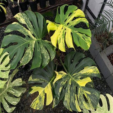 100pcs Fresh Green Yellow Monstera Plant Seeds