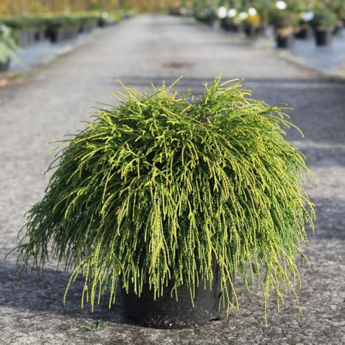 Chamaecyparis pisifera 'Sungold' - Dwarf Japanese Conifer - Thread-Like Foliage - Hardy Shrub – 1x 1 Litre Potted Plant by Thompson & Morgan