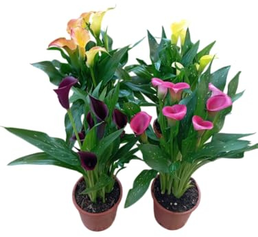 Kit de Calas Vivas Cuatro Plantas Naturales con Toque Exótico y Delicado