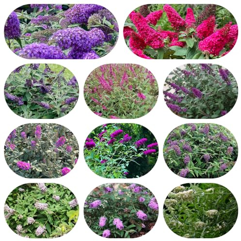 semi resistenti di cespuglio farfalle - decorative perenni esotiche da appartamento balcone 120pcs