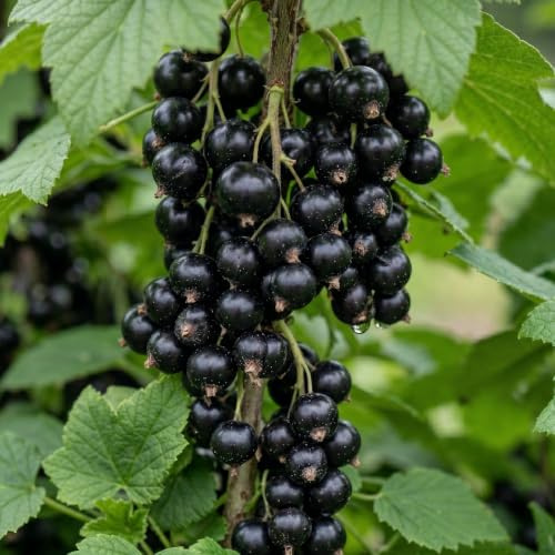 Svartt Vinbär Titania - 2 Plantor - Naturliga Växter från Holland - Vinterhärdiga Fleråriga Växter - Dekoration Trädgård, Krukor och Balkong - Inga Frön, Ej Konstgjord