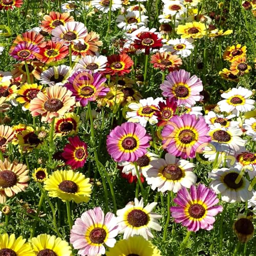 1000 Samen Wucherblume Sommer-Margerite farbenfroher Mix Sommerblumen Blumensamen von der-kleine-gaertner
