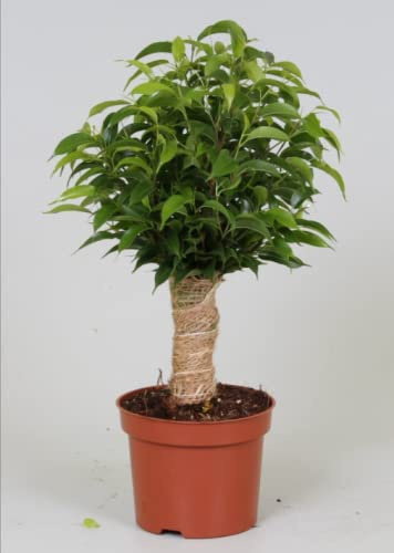 Ficus Benjamina - Weeping Fig - 12cm Pot