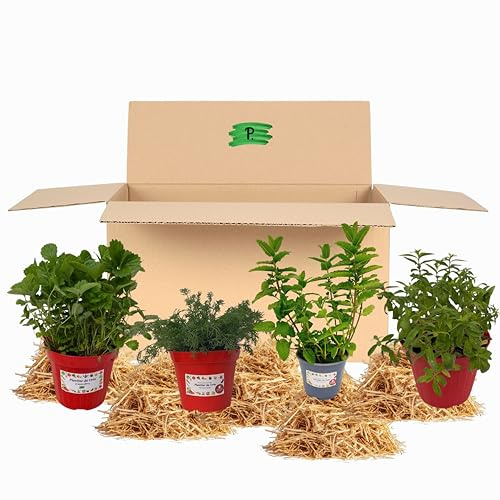 P. Piantine da Orto | Kit Orto Balcone delle Tisane, 1 Pianta di Camomilla, 1 Malva, 1 Melissa, 1 Valeriana, in Vaso Ø 14 cm, Piante Pronte per il Trapianto, Piante Vere da Esterno, Vivaio Italiano