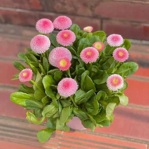 semi di margherita perenni da balcone resistenti, recisi di margherita, decorazione soggiorno tappezzante perenne resistente 800pcs