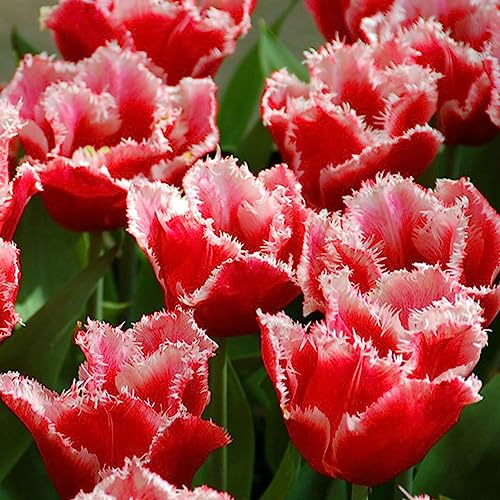 Bulbi di tulipano perenni resistenti, balcone, Decorazione 3pcs