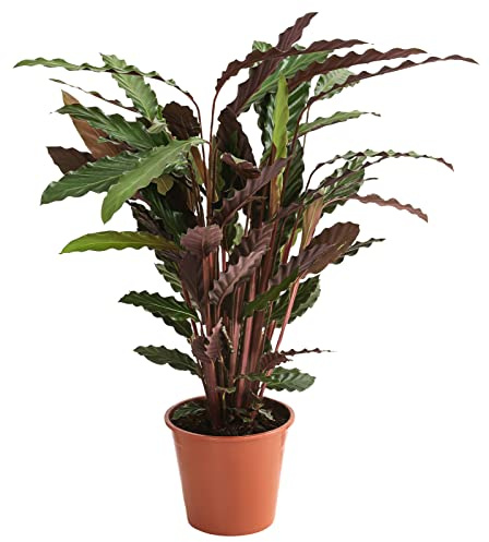 Dehner Korbmarante Wavestar, gewellte Blätter, 80-90 cm, Ø Topf 19 cm | Calathea, tropische Zimmerpflanze, luftreinigend, für halbschattige bis schattige Standorte