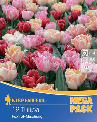 Kiepenkerl Gefüllte Frühe Tulpen 'Foxtrot' Mischung - Hochwertige Blumenzwiebeln für Garten & Kübel, Ideal als Schnittblume, Blühende Tulpen ab März