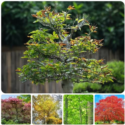 rotbuche hecke topfpflanzen draußen winterhart rotbuchesamen winterharte garten exotische bonsaibaum 70pcs