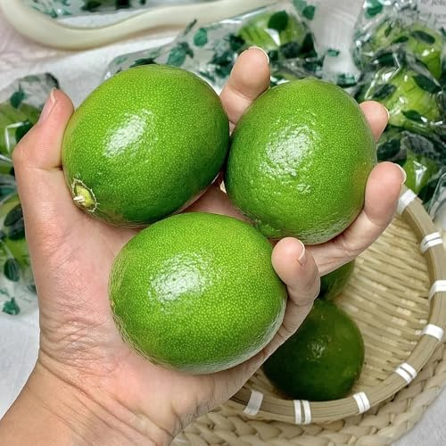semillas de limonero, resistentes al invierno para el balcón, limonero resistente orgánicas, variedades antiguas 100pcs