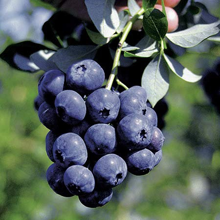 Plant Theory Blueberry Bluecrop Mid-Season Fruiting Fruit Bush Vaccinium 2L Pot