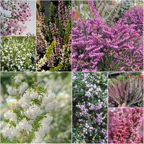 semillas de brezo de invierno verdes sala estar jardín primavera, perennes resistentes 150pcs