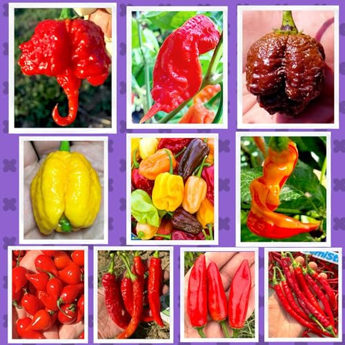 SEMISTRANI.IT - 100 Semi Peperoncino In 10 Varietà PICCANTISSIME, COLLEZIONE TROPPO PICCANTE + Guida: CAROLINA REAPER, APOCALYPSE, SUGAR RUSH STRIPEY, BRAIN, HABANERO, CALABRESE, PUGLIESE, ABRUZZESE