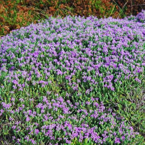 Lot de 100 Graines Semences de Thym D'andalousie - Aromatique - 37