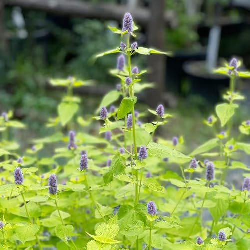semi di ortica profumata - biologici giardino cucina resistenti balcone esterni decorazione 350pcs