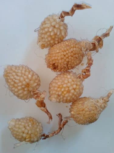 15 SEMI DI MAIS PERLATO