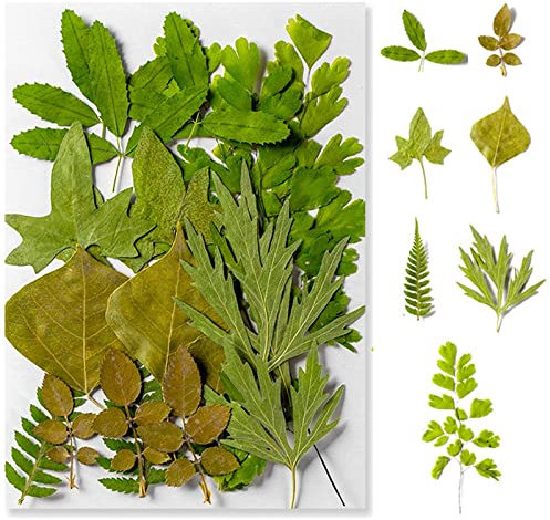Hojas Prensadas Secas, Hojas Secas Naturales, Hojas Secas Estilo Verde, DIY para Resina, Tarjetas, Velas, Decoración para El Hogar, Boda, Día de la Madre, Semana Santa, Fiesta