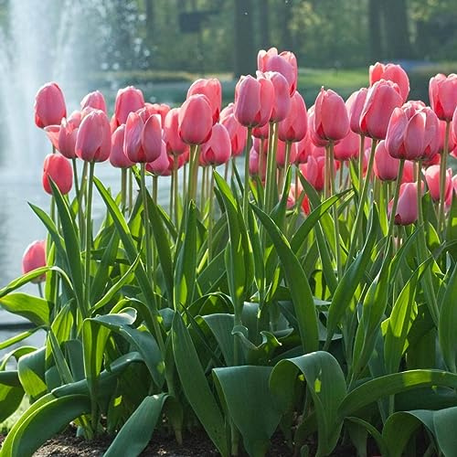 Votaniki Pink Impression Tulip - Perennial, Versatile, and Long Lasting Beauty | Darwin Hybrid Pink Impression Tulip Bulbs for Planting (20 Pack)