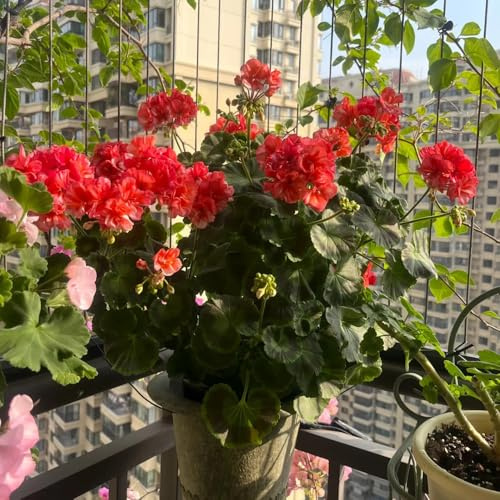 gerani - recisi giardino letto rialzato raro giardino roccioso in vaso per arredamento ufficio d'appartamento rampicanti da esterno da appartamento esotiche 55semi