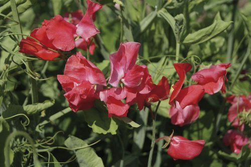 Just Seed - Flower - Sweet Pea - Spencer Type - Geranium Pink - 50 Seeds