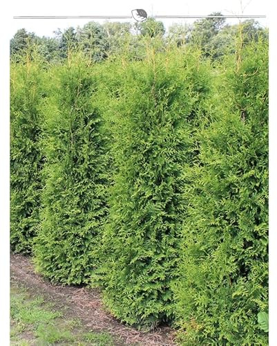 Thuja Brabant 180-200 cm. 25 Lebensbäume. Immergrün, Winterhart, Sichtschutz