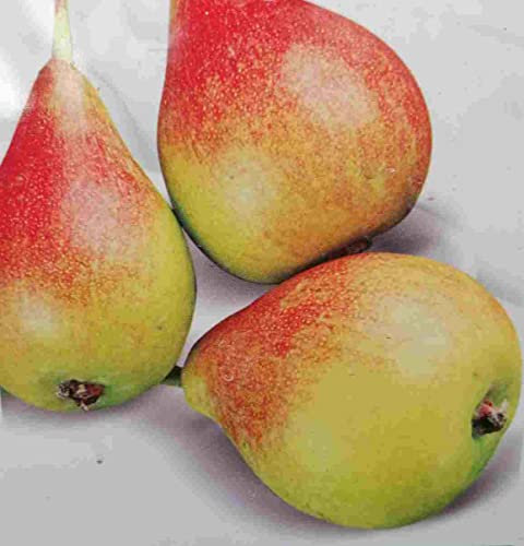 Pyrus communis ‘Tendral Valencia’ 170-200 cm/Stamm 80-100 cm - Birnbaum