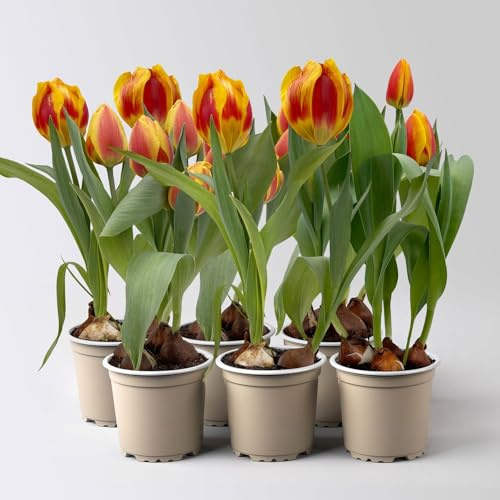 Tulpe zweifarbig, vorgetrieben, Topf-Ø 10 cm, 6 Pflanzen