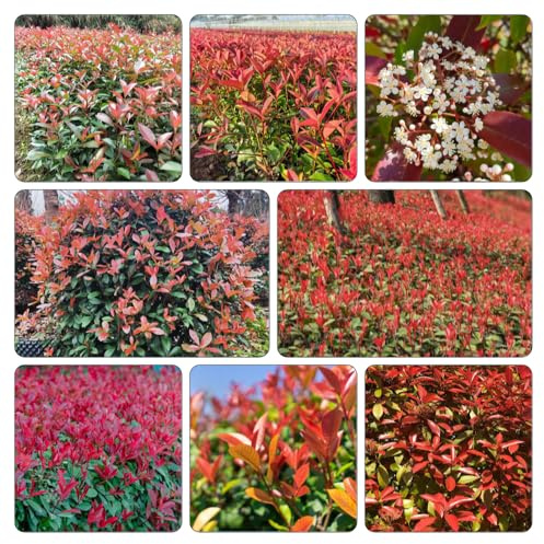 Semillas de Photinia - cortadas balcón de jardín rocas jardín rocas: resistentes pleno sol. tapizantes, parterre 300pcs