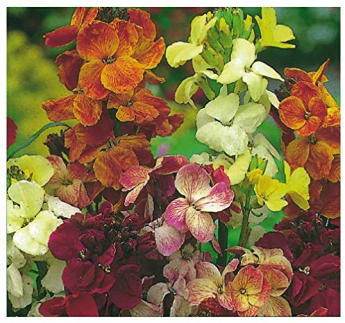 PREMIER SEEDS DIRECT - WallFlower English - FAIR Lady Mix - 3 GRAM ~ 1500 Seeds