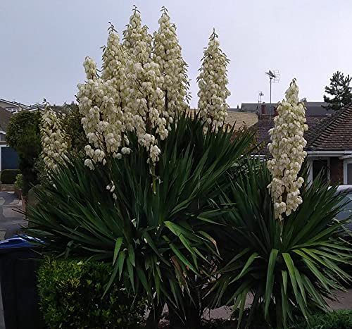 10 Seeds of Yucca Filamentosa