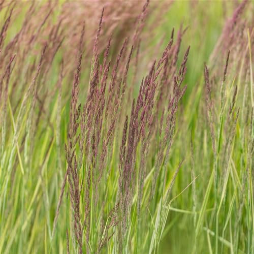 Bio Reitgras 'Overdam', weiß-grün gestreift, Topf 5 Liter