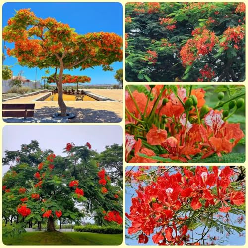 semillas de árbol-llama, variedades antiguas Delonix regia - Comprar semillas de otoño resistentes 80pcs