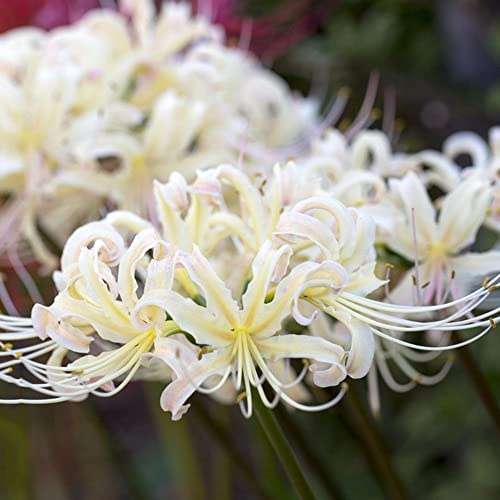 Lirio araña - Lycoris radiata decorativa resistentes jardín Balcón jardín 5bulbos
