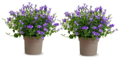Plantas Estrella de Italia Color Azul Set de 2 Campanulas Flores Naturales