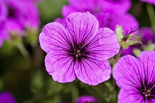 Blut-Storchschnabel Geranium sanguineum 9x9 cm Topf winterhart | Purpurrote Blueten, lange Bluetezeit, sonnig bis halbschattig, bienenfreundlich, ideal zur Flaechenbegruenung