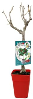 Verdecora Cerezo Enano Residuo cero en maceta 5L | Prunus avium | Árbol frutal natural planta de exterior | Cultivado sin uso de productos químicos