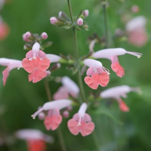 semi di salvia - resistenti, biologiche, giardino tappezzante, balcone, 450pcs