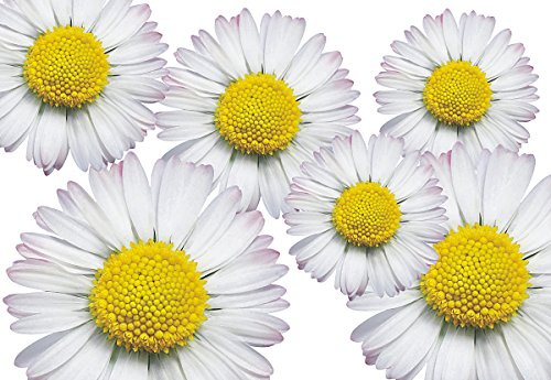 aufgeklebt.de Autoaufkleber, Blumendesign: Flower Set 06-Mini-36 Stück