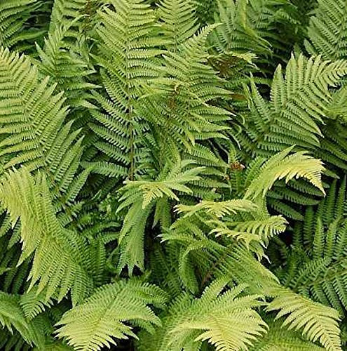Straußenfarn - großer Topf - Matteuccia struthiopteris - lebende Gartenpflanze aus den Baumschulen