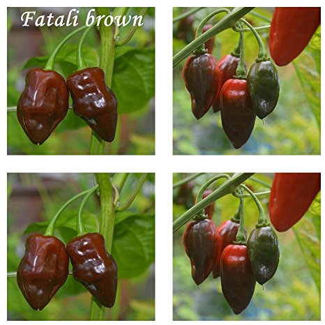 Fatali marrón - 20 semillas de chile - Gravedad: 10 ++ !!