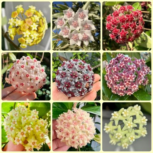 Semi di Hoya, semi di Hoya carnosa, per balcone, semi biologici regali insoliti rampicanti 500pcs