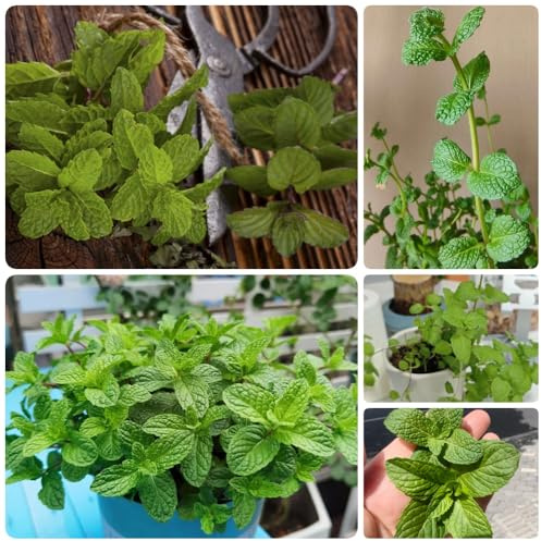 Semillas de menta piperita, menta verde, cubierta vegetal semillas de cocina variedades antiguas semillas de medicinales 600pcs